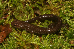 Plethodon nettingi