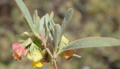 Hermannia lavandulifolia