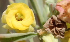 Hermannia lavandulifolia