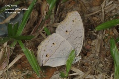 Junonia atlites atlites