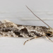 European Grain Moth - Photo (c) Olaf Leillinger, some rights reserved (CC BY-SA)