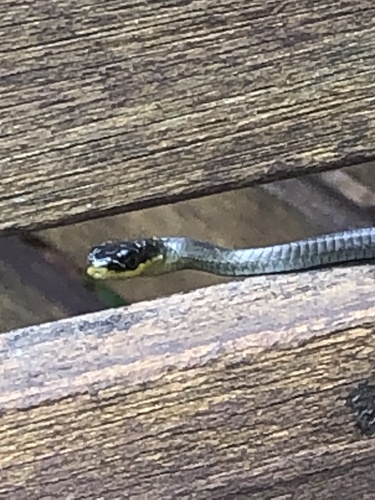 Common Tree Snake sighting