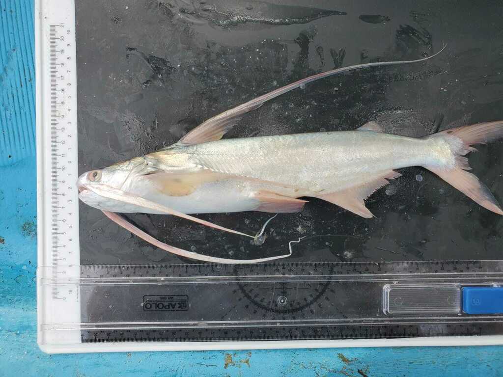 Red sea catfish (Bagre pinnimaculatus) — Ariidae
