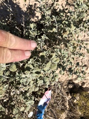 Brickellia incana