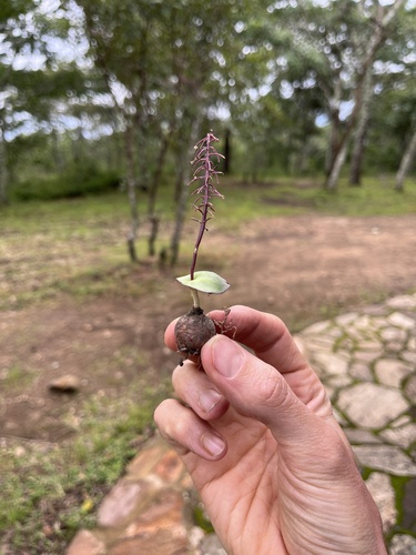 Ledebouria cordifolia image