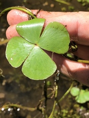 Marsilea minuta