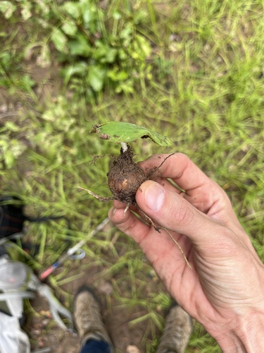 Ledebouria cordifolia
