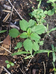Amaranthus blitum