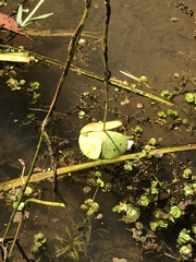 Marsilea minuta
