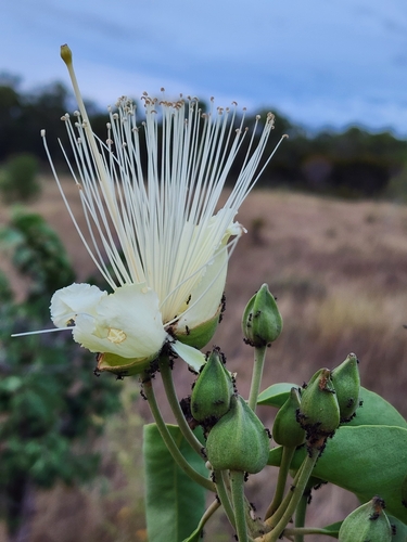Image of Capparis canescens by no rights reserved