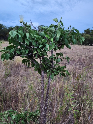 Image of Capparis canescens by no rights reserved