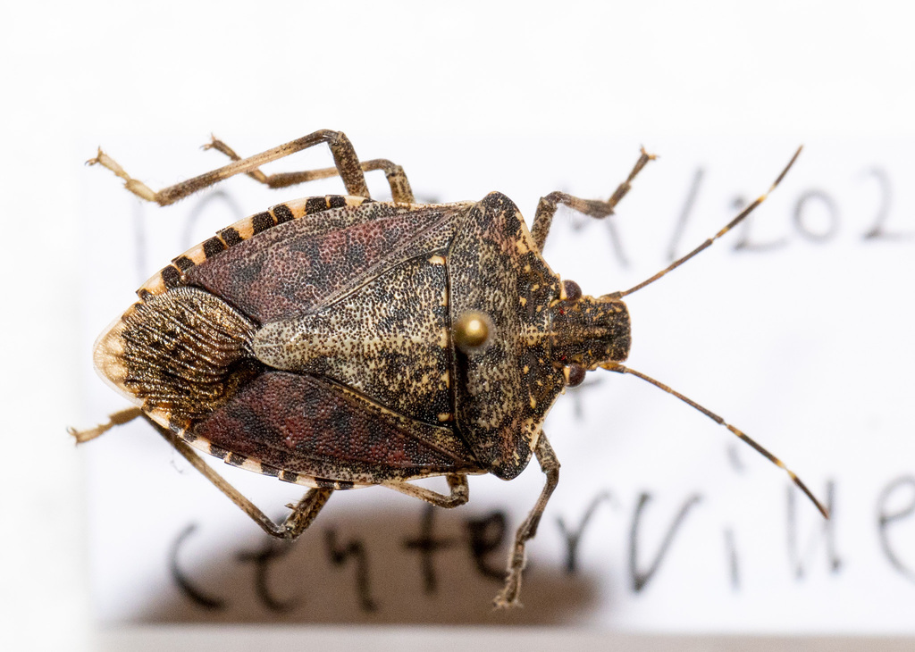 Brown Marmorated Stink Bug from Centerville, OH, USA on January 10 ...