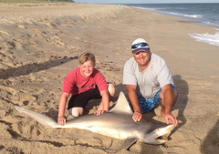 Carcharhinus plumbeus