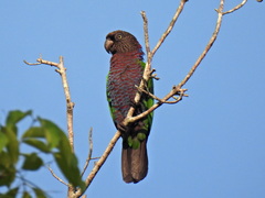 Red-Fan Parrot photo 2