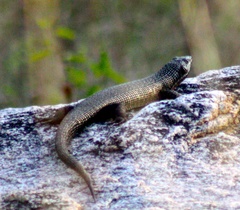 Matobosaurus validus