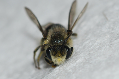 Colletes simulans