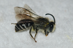Colletes simulans