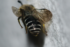 Colletes simulans