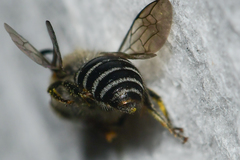 Colletes simulans