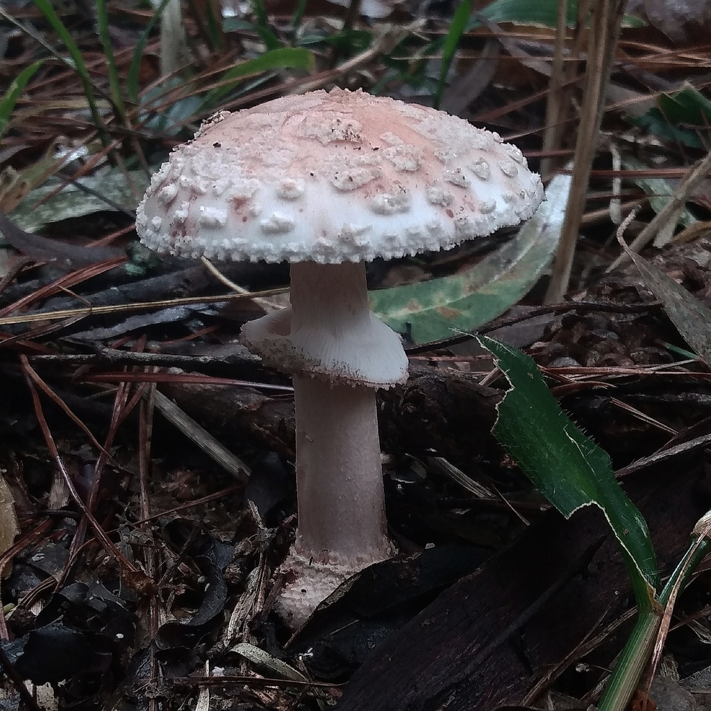 Amanita rubescens · March 2023 · photo: © lelacappelli (iNaturalist, cc0)