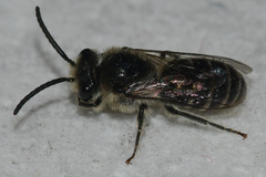 Colletes simulans