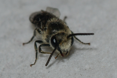 Colletes simulans