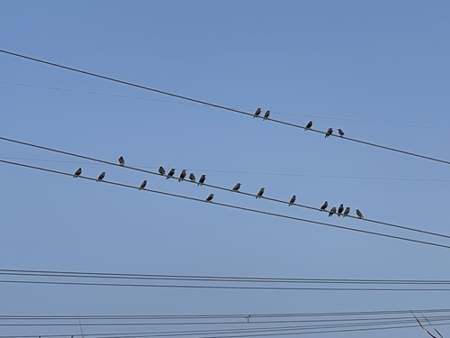 European Starling
