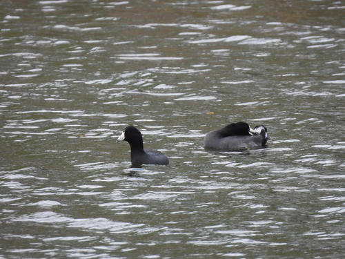 American Coot photographed in Louisiana