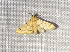 Dichocrocis