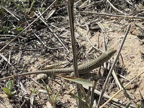 Bosc’s Fringe-toed lizard