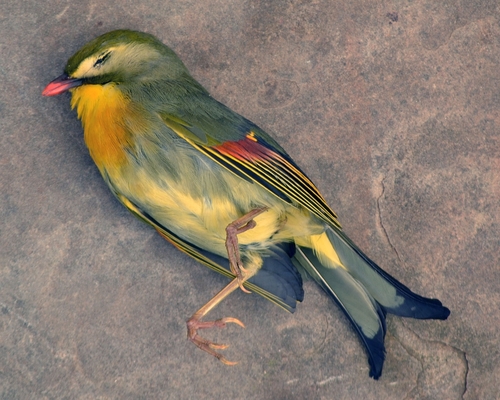 Leiótrix piquirrojo (Leiothrix lutea)