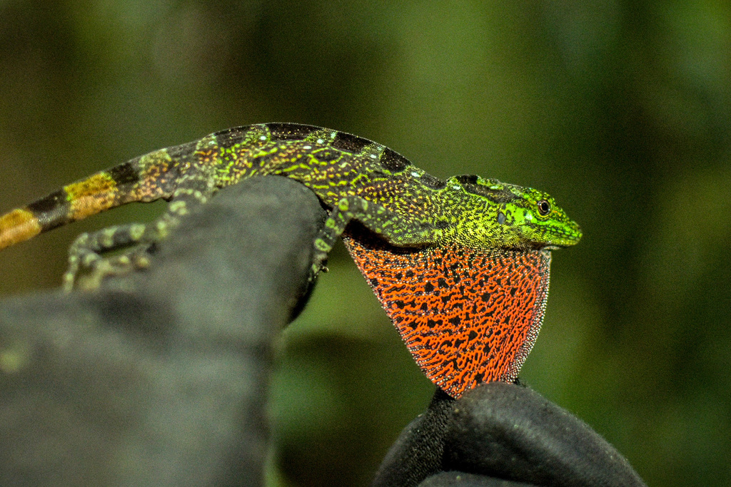 Antiodlula Anole