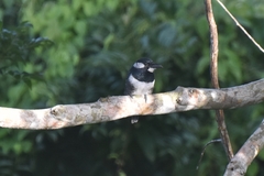 Notharchus pectoralis image