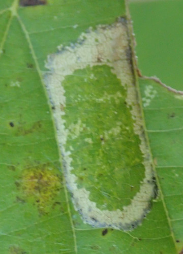 Basswood Miner Moth photo 2