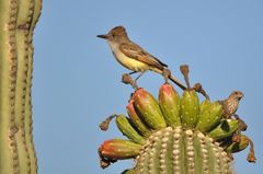 Brown-Crested Flycatcher photo 2