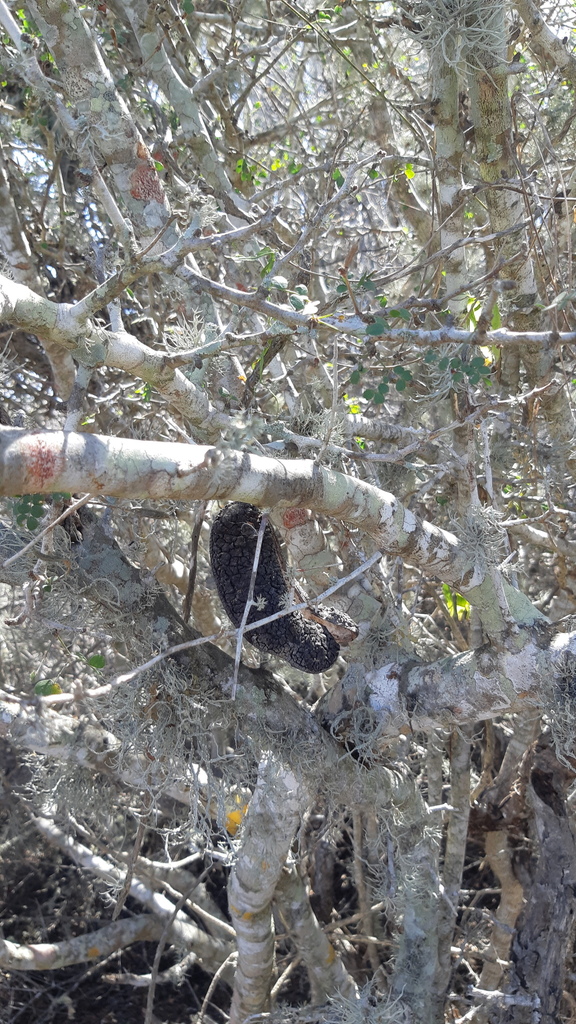 Dog Poop Bush from Ahome, Sin., México on February 26, 2023 at 11:51 AM ...