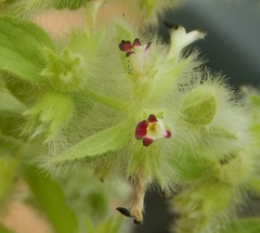 Sideritis lanata