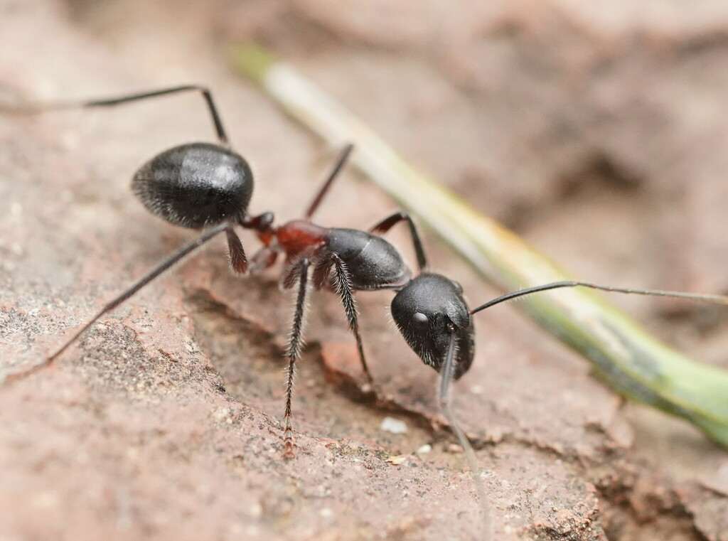 Giant Sugar Ant