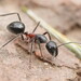 Camponotus intrepidus - Photo (c) Reiner Richter, μερικά δικαιώματα διατηρούνται (CC BY-NC-SA), uploaded by Reiner Richter