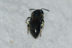 Hylaeus floridanus