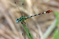 Erpetogomphus eutainia