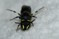 Hylaeus floridanus