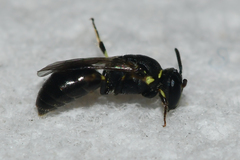 Hylaeus floridanus