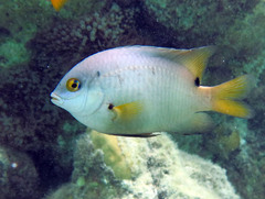 Dusky Farmerfish photo 4