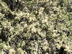 Cercocarpus ledifolius intermontanus