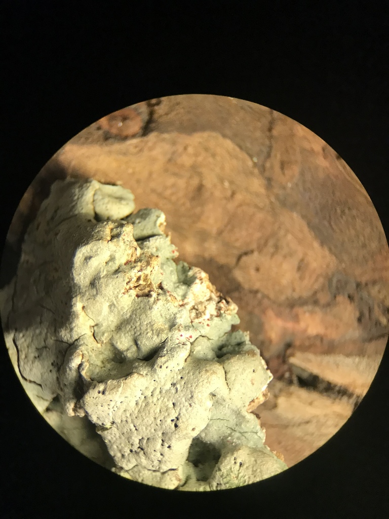Sanguinotrema