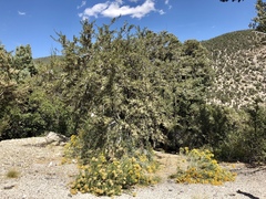 Cercocarpus ledifolius intermontanus