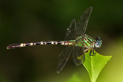 Erpetogomphus eutainia