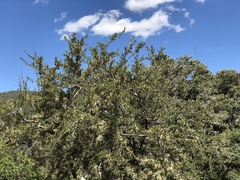 Cercocarpus ledifolius intermontanus