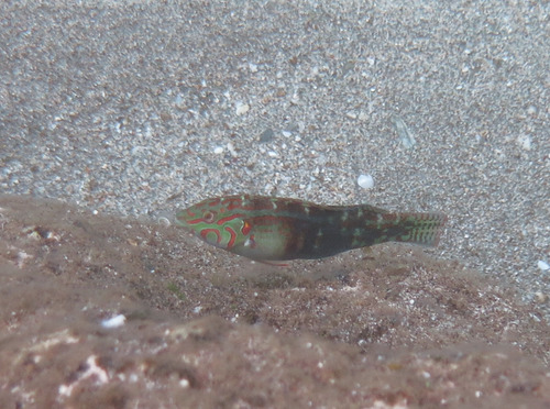 Cheekring wrasse (Halichoeres miniatus) — Labridae — 2